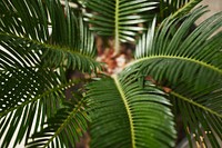 Sago palm leaf in close up shot