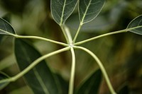 Tabebuia aurea leaf in macro shot