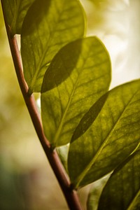 Green leaf in close up shot