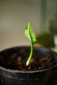 New sprout growing in close up shot