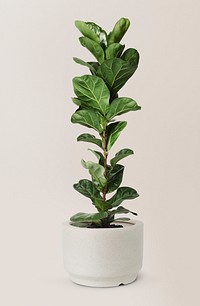 Fiddle leaf fig mockup psd air-purifying plant