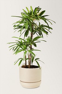 Areca palm mockup psd in a ceramic pot