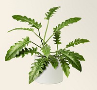 Philodendron xanadu mockup psd in a ceramic pot