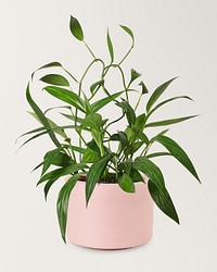 Pothos amplifolia plant mockup psd
