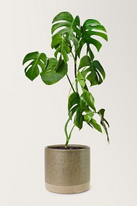 Monstera plant mockup psd in a ceramic pot