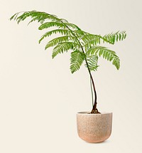 Fern mockup psd in a ceramic pot