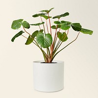 Philodendron melanoneuron mockup psd in a ceramic pot