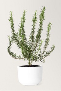 Rosemary mockup psd in a ceramic pot