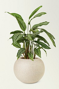 Calathea vittata mockup psd in a ceramic pot