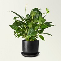 Peace lily mockup psd in a ceramic pot