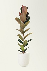 Rubber plant in a ceramic pot