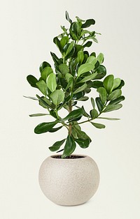 Clusia plant mockup psd in a ceramic pot