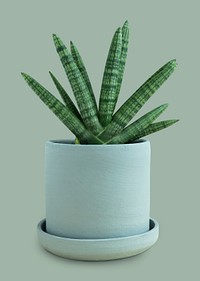 Starfish snake plant mockup psd