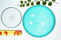 Science background wallpaper, petri dishes flat lay