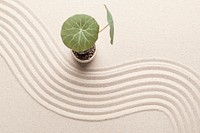 Plant on the beach sand background in health and wellbeing concept