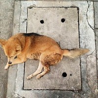 Street dog lying on the floor