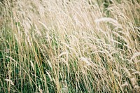 Reed stalks in a rural England