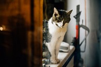 Lovely spotted cat sitting on a table