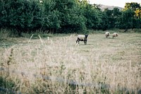 Sheep in a rural area of England