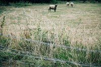 Sheep in a rural area of England