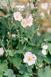 Beautiful Japanese anemone flowers blooming in nature