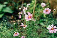 Beautiful cosmos flowers blooming in nature
