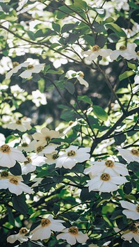 White flowers blooming on a tree mobile screen wallpaper