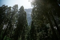 Mountains overlooking the Yosemite National Park mobile screen wallpaper