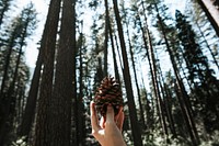 Man holding a pinecone in Yosemite National Park, USA