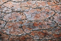 Rough brown cracked background texture