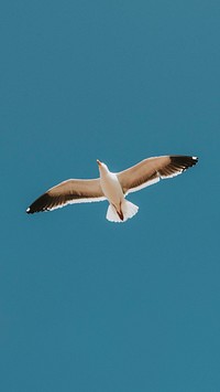 Flying seagull in a blue sky mobile phone wallpaper