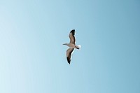 Seagull flying over in the blue sky