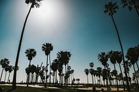 Palm trees by Venice beach