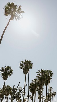 Summer mobile wallpaper background, palm trees in the summer