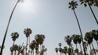 Summer desktop wallpaper background, Palm trees in the summer