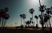 Palm trees on a Venice beach at California, USA