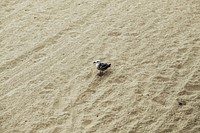 Seagull standing on a sandy shore