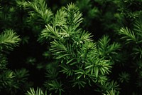 Closeup of a green bush pattern background