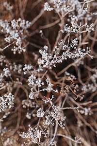 Frosty wildflower buds in winter textured background