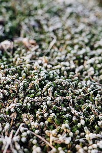 Frost covered green moss textured background