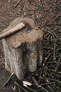 Axe on a tree stump
