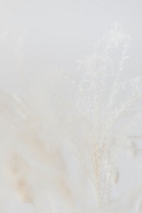 Dried Bunny Tail grass on a light background