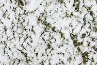 Snow covered green lawn background