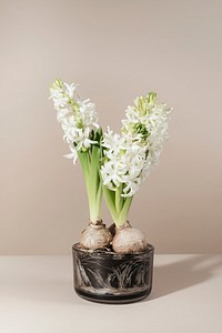 White hyacinth flower in a pot isolated on beige background