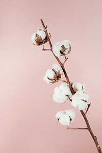 Dried natural cotton branch isolated on pink background