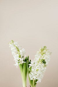 White hyacinth flower isolated on beige background