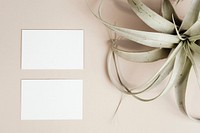 Blank business cards decorated with dried grasses