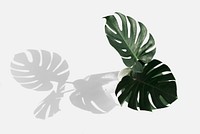 Monstera delicosa plant leaf on an off white background