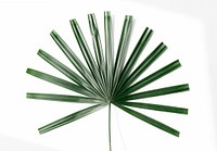 Fresh green fan palm leaf on an off white background