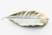Leaf painted in gold and white on an off white background